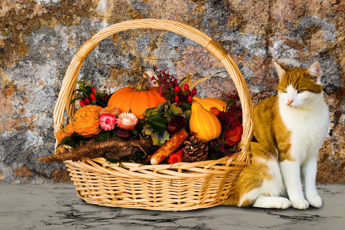 PetZoneStore1's tweet photo. Happy Friday folks! We hope you have a great day with your fur babies 🐶😺❤
https://t.co/MTvwhpuxVm https://t.co/10J87UOLQU