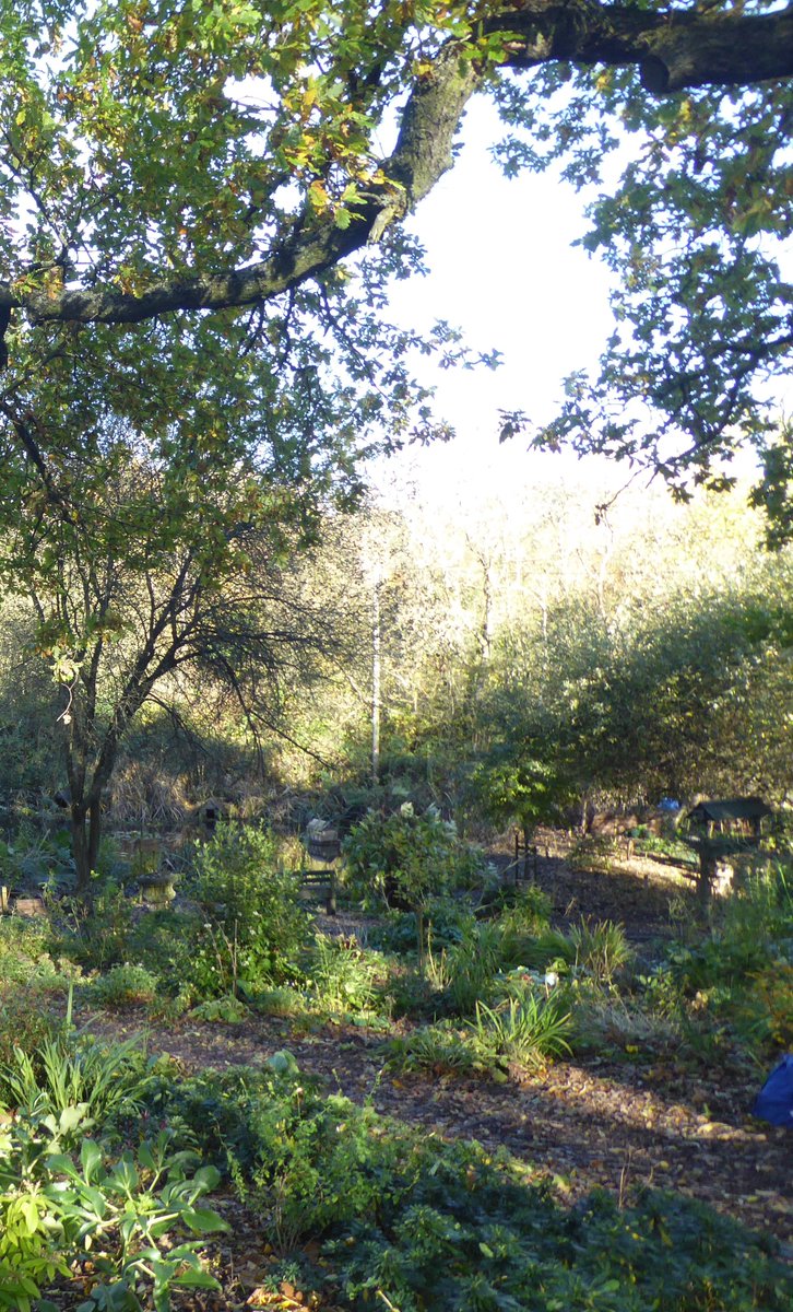 cochyn60's tweet image. Lovely to be back at the nature reserve today drawing @hirstwoodrg with 60 young artists from year 4 @spsprimary preparing for their #rainforest project #graphite #continuouslinedrawing