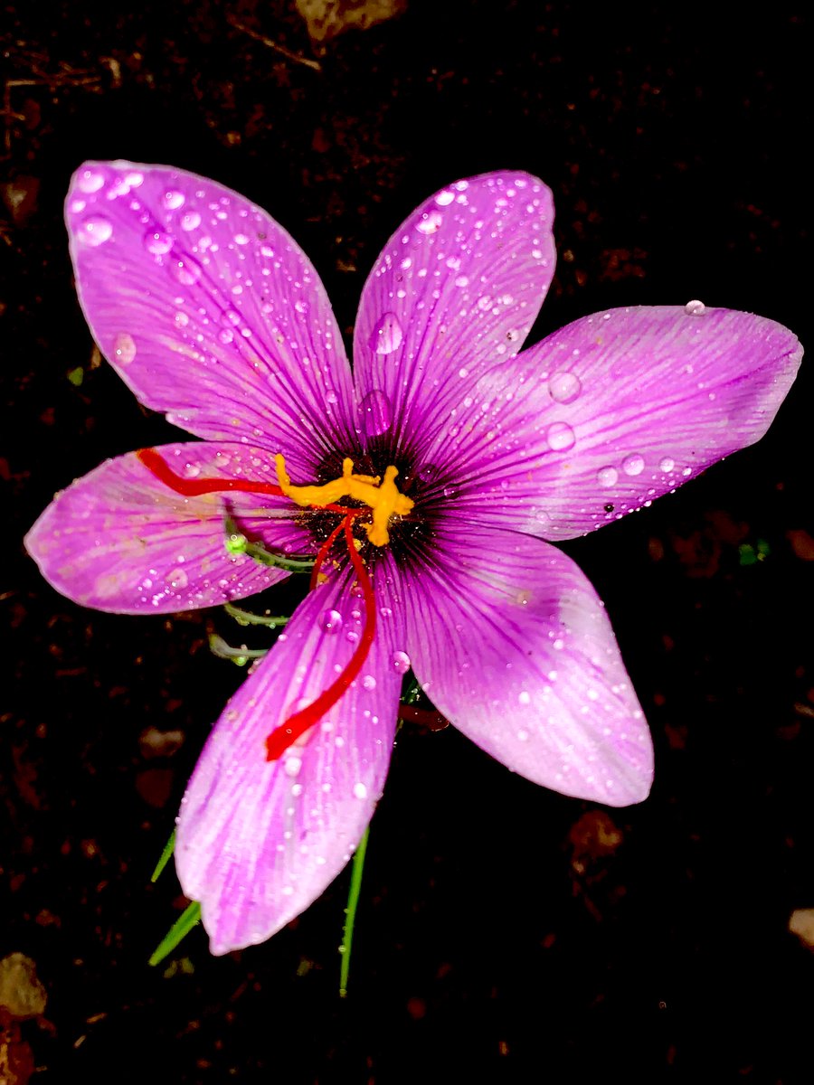 VijayEllaurie's tweet photo. Crocus Sativus #FlowersOfTwitter #FlowersOnFridays #flowerfridays #fallflowers #floweringbulbs #crocussativus #saffroncrocus #saffron #Flowers #saffroncrocus #nightphotography #spiceflowers #edibleflowers #FlowersOfTwitter #gardening #GardeningX #GardenersWorld #flowerphotography https://t.co/ztoyPEMNaN