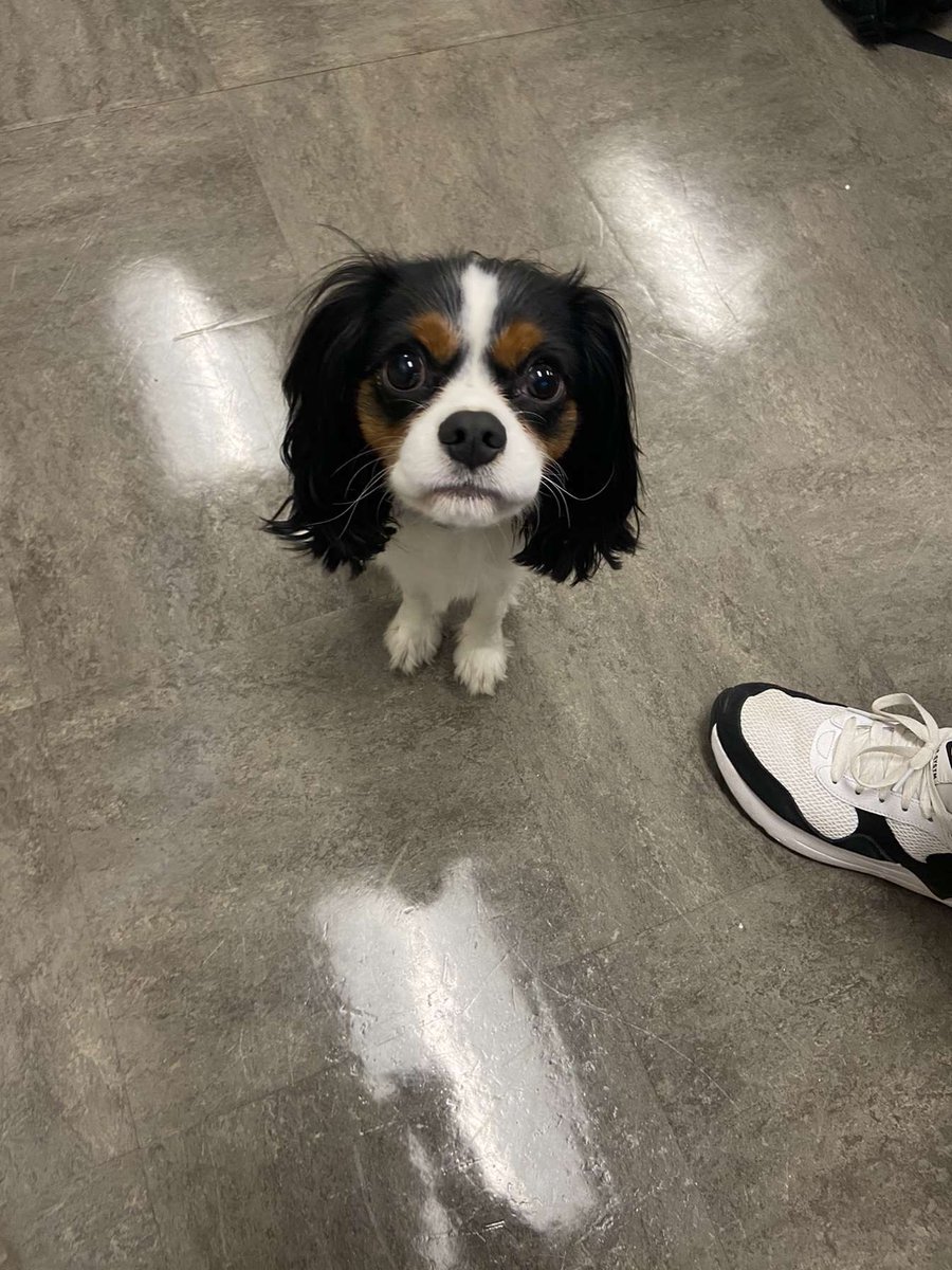 montourpetpals's tweet photo. This weeks featured pet was Eddie Weaver! He is a very cuddly 1.5 year old Cavalier King Charles Spaniel. He loves daily walks, he very rarely barks, and he loves to lay in front of a fireplace. He belongs to @WeaverFever18 https://t.co/XGcmUc1fja