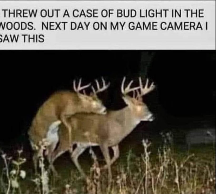 #budlight #deer #gamecamera Amazing Bud Light...hahahaha