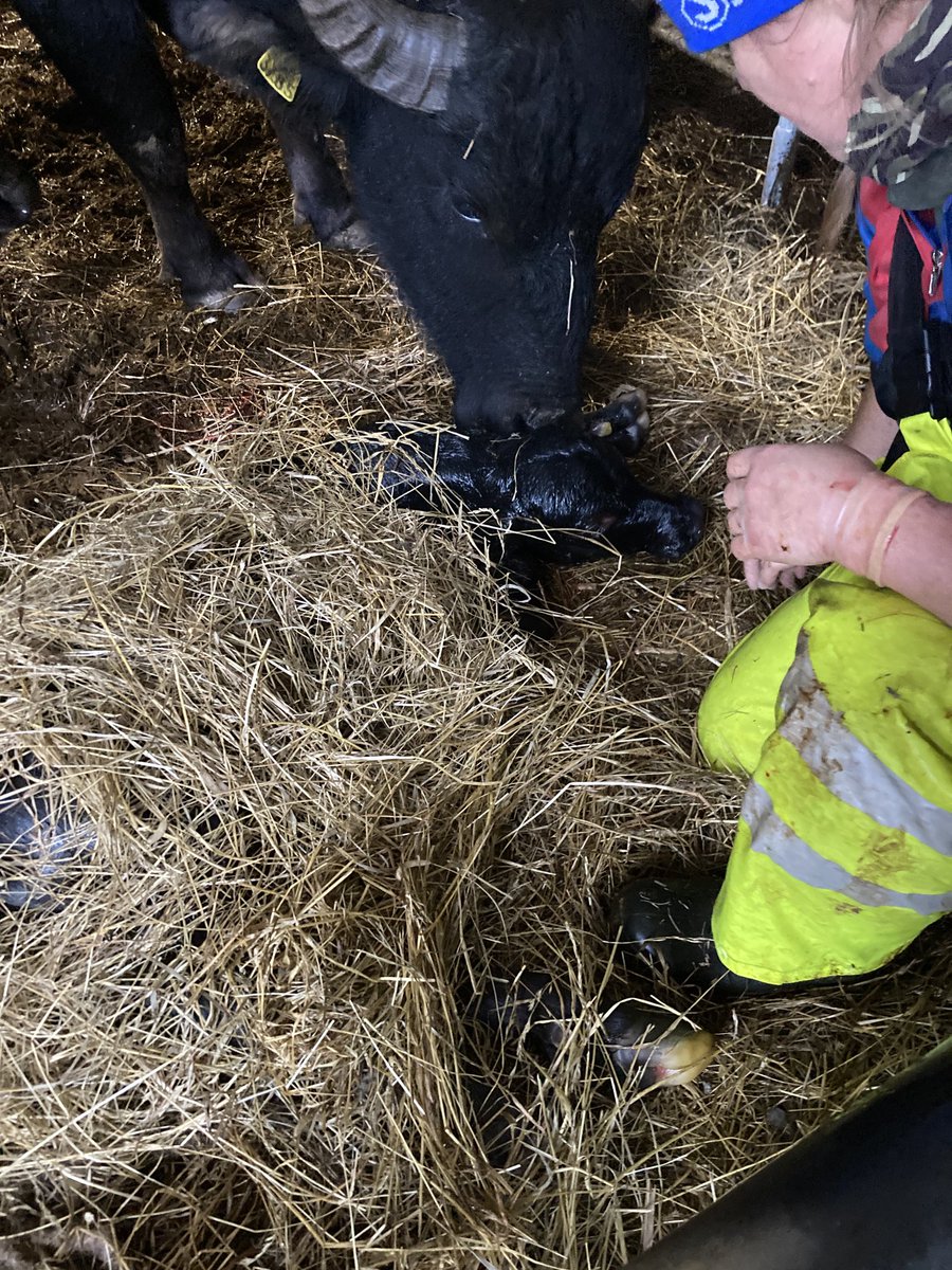 Ei sitä aamulla tiedä, mitä iltaan mennessä elämä opettaa. Nyt sitä on olkapäitä myöten ollut puhvelissa, muljutellut perätilasonnin sorkat suoraan ja vetänyt vielä elävän suomalaisen vesipuhvelin ulos! Kiitos #korpifarmi ja kunniakätilö-Juha opeista, nyt emäntä pärjäsi yksin 😅