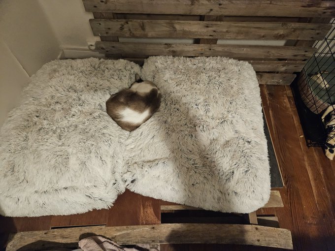 On a fait un espace d&eacute;di&eacute; aux chiens dans l'appart, et deviner qui dort dedans ? Le prince 😂 biiien au<a href="/tag/stripchat"class="tags"><span>#stripchat</span></a><a href="/tag/stripchatlive"class="tags"><span>#stripchatlive</span></a>