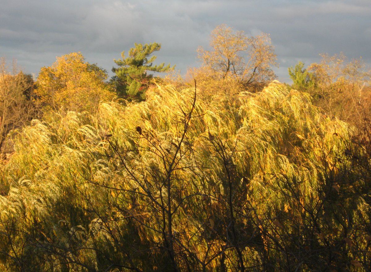 abriesma's tweet photo. Early November light: view from my balcony. https://t.co/hes4ZM0Mma