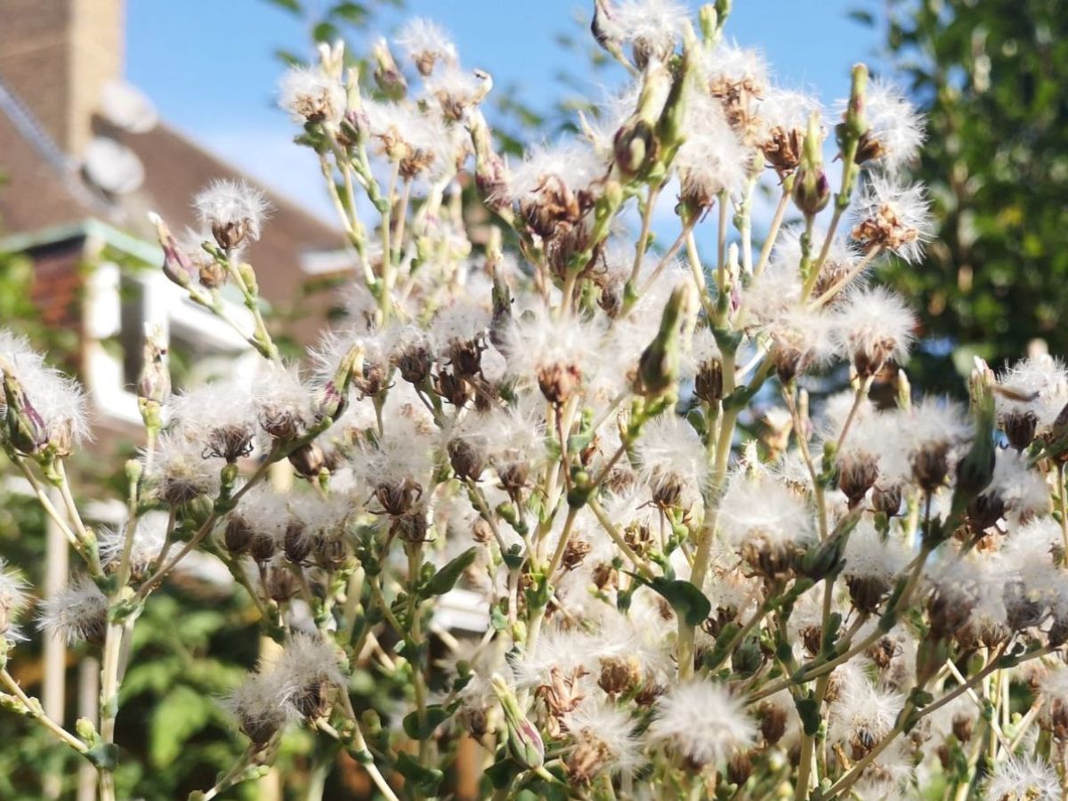 Tomorrow we'll be getting together to collect incoming seed batches, stock check, update the database, and clean and pack seed, ready for distribution. Our seed cleaning machine will be in action, and we'll be discussing the growing year and climate resilient seed...
