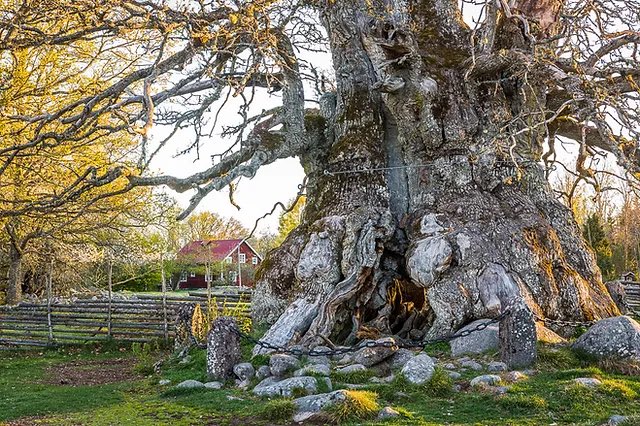 Kvilleken - The King of Kings Over 1000 years old and over 14 metres in circumference 👑🌳 📷 Gert Olsson