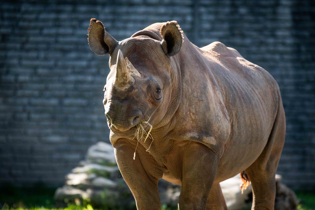 lincolnparkzoo tweet picture