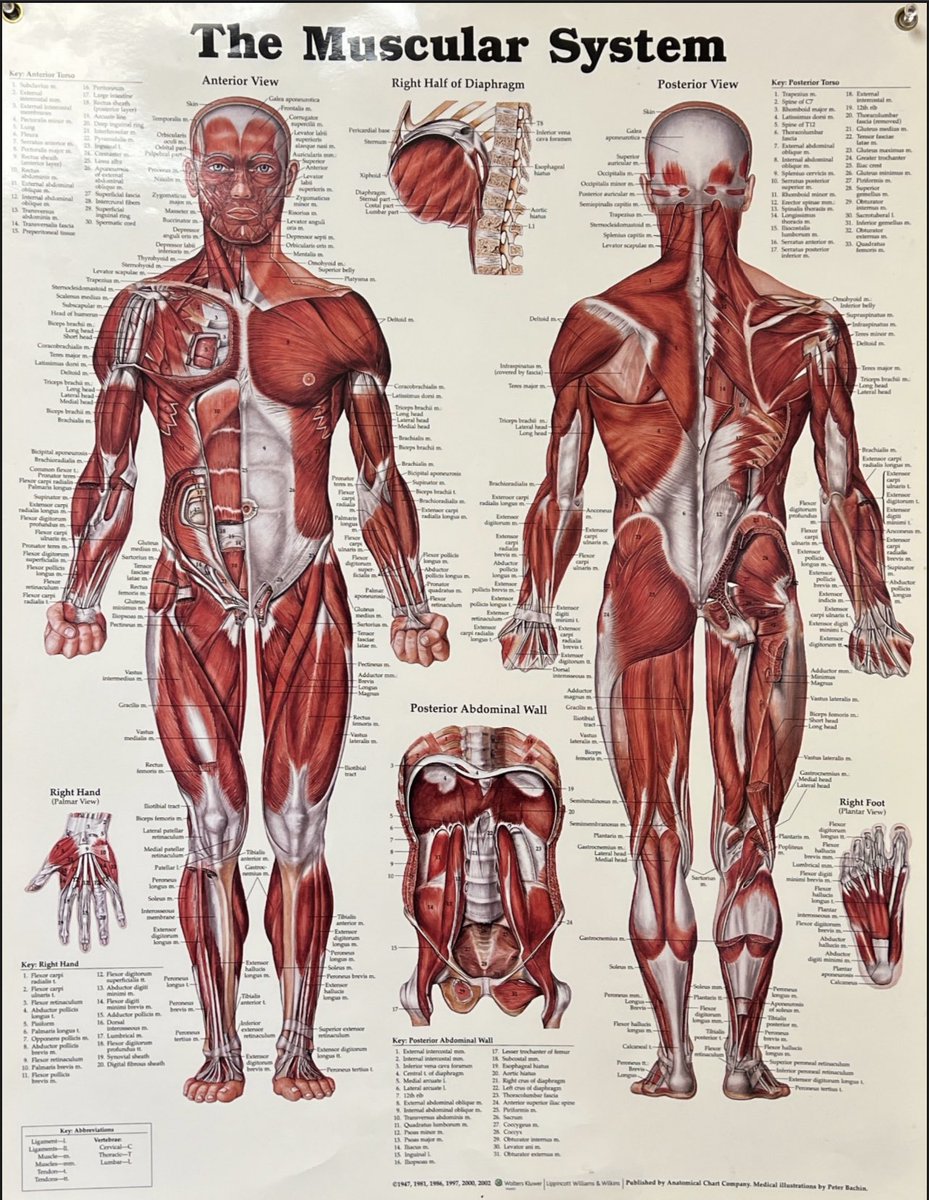 DrunkenMOnk3's tweet photo. #muscularsystem https://t.co/KnJuDiQhLW