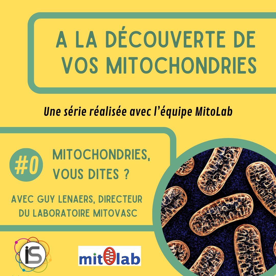🫨 Comme promis, voici le premier épisode sur le sujet des #mitochondries ! 

🔬 <a href="/GuyLenaers/">LENAERS Guy</a>, directeur du laboratoire <a href="/mitovasc/">MitoVasc</a> vous présente un tour d’horizon des recherches menées par son équipe ! 

🎧📖 Bonne écoute et/ou lecture ! (lien en bio !)

#podcast #article #science