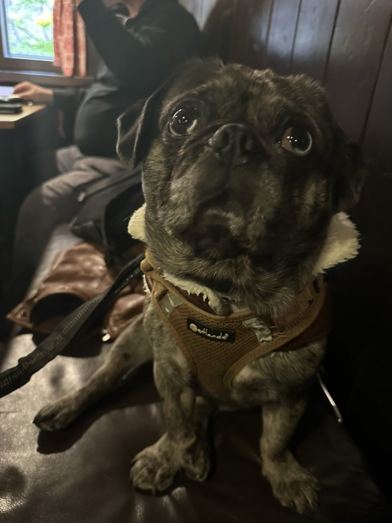 GemmaTognini's tweet photo. This is Cookie. He’s a pug, who belongs to my cousin’s girlfriend. He is a good boy, apart from being a raging leg shagger. I like him way more than the Chihuahua. #DogsOfGermany https://t.co/h32Nhh7s27