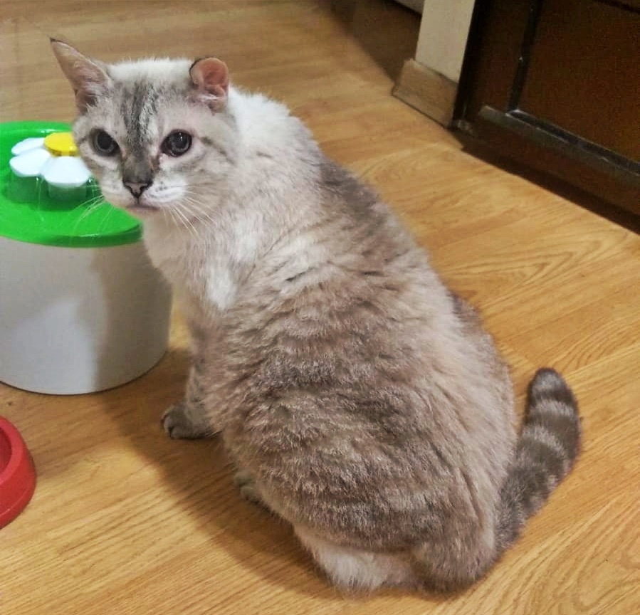 #Alicante
Esta abuelita tiene 17 años.
Su dueño es una persona mayor y va a ingresar a una residencia, y la pobre, no tiene a nadie que se la puede quedar.

La gatita además está desungulada, quiere decir que tuvieron la "feliz idea" de extirparle las uñitas... ¡Ya ves!!

Por