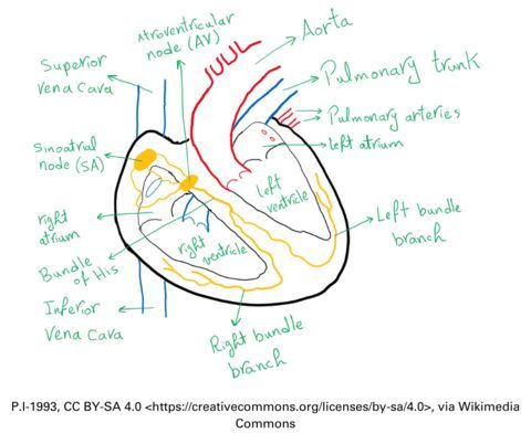 We've teamed up with <a href="/MorecambeEden/">Eden Project Morecambe</a> and <a href="/thebaywellbeing/">The Bay: A Blueprint for Recovery</a> for a free 'Live Anatomy' demo with @lancasteruni's Prof Adam Taylor.

Join us in Morecambe on Friday 17 Nov, when Adam will dissect an ox's heart to show the organ’s function.

Book your place: buff.ly/3u8IW2o