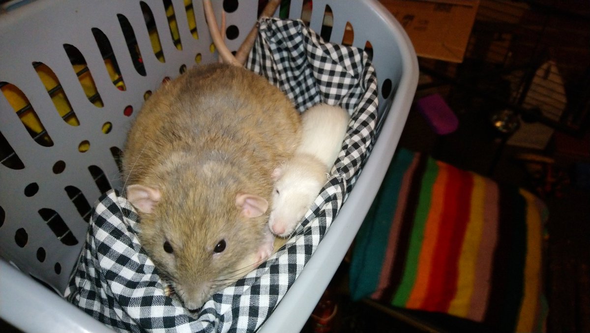 Big brofur Grog try to tell me no moar room in basket, but I not beliebe him! Now am a squish! - Spurt