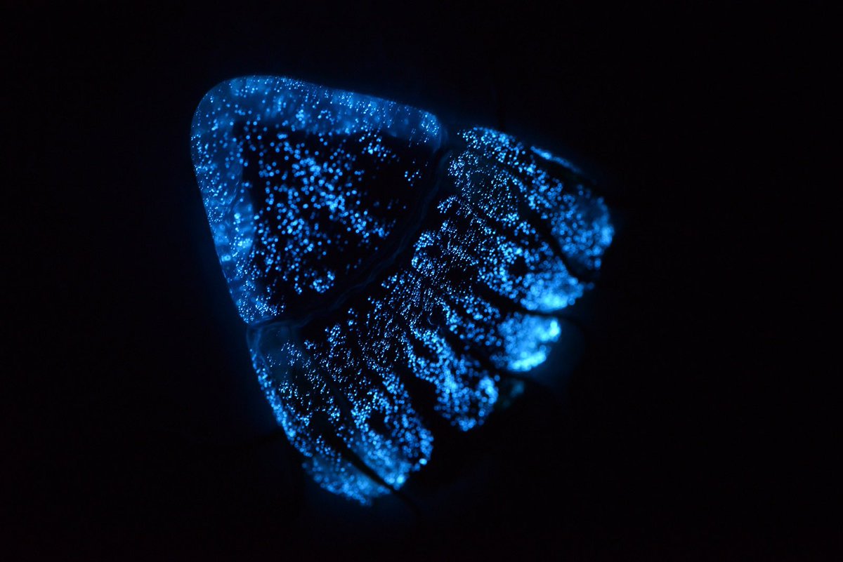 If you are in the SF Bay area, tonight (Friday) at 7pm I’ll be giving a family friendly talk about marine bioluminescence and fluorescence at the Chabot Space & Science Center.