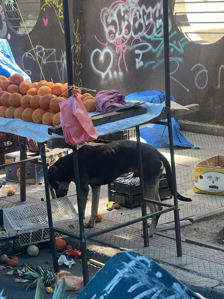 pfrancisca's tweet photo. @Muni_Stgo @IraciHassler Lo soltaron un rato pero se lo volvieron a llevar para amarrarlo, esta a pleno sol.

Esta es la cuerda con la cual lo tienen amarrado. Además esta súper flaco. Le llevé comida pero la persona que se cree la dueña no me dejo dársela y se lo llevo para amarrarlo de nuevo. https://t.co/PpZwkT78RL