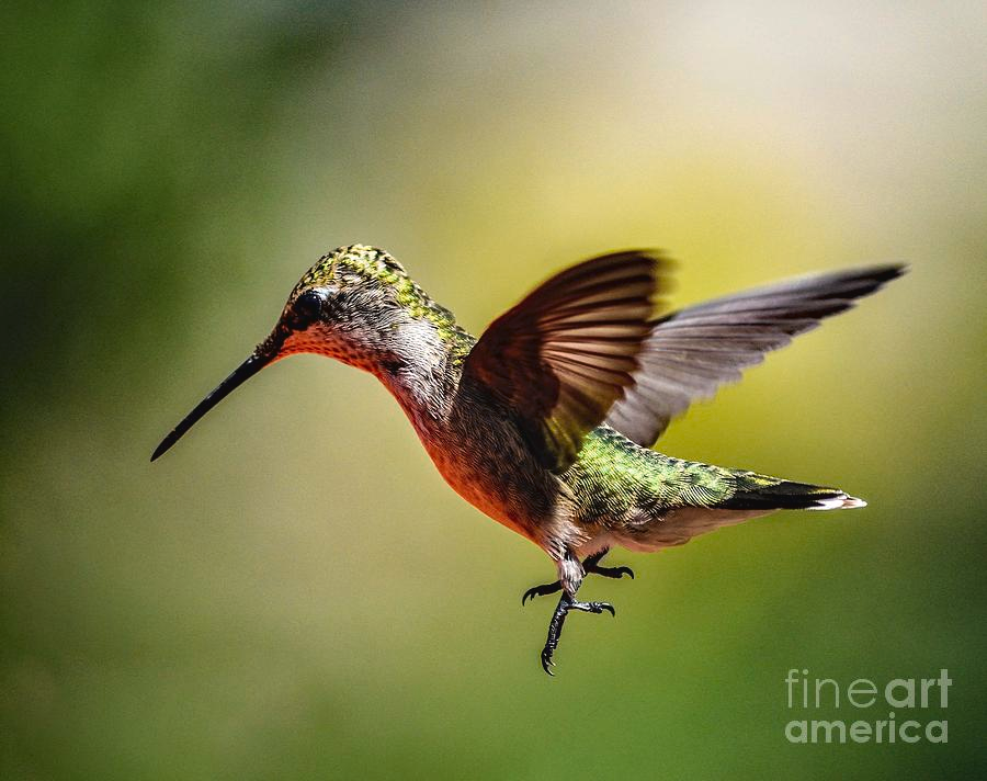 ampomata's tweet photo. "Juvenile Ruby-throated Hummingbird Positioned for Landing". Check out this exquisite photo by Cindy Treger here: https://t.co/4yYbnNLP2N
#art #photo #hummingbird #insects #nature #bird #rubythroated #hummingbird #ruby #red #sugar #water #hovers #eastberlin #lakemeade #hummers https://t.co/PhYqwFCKAs