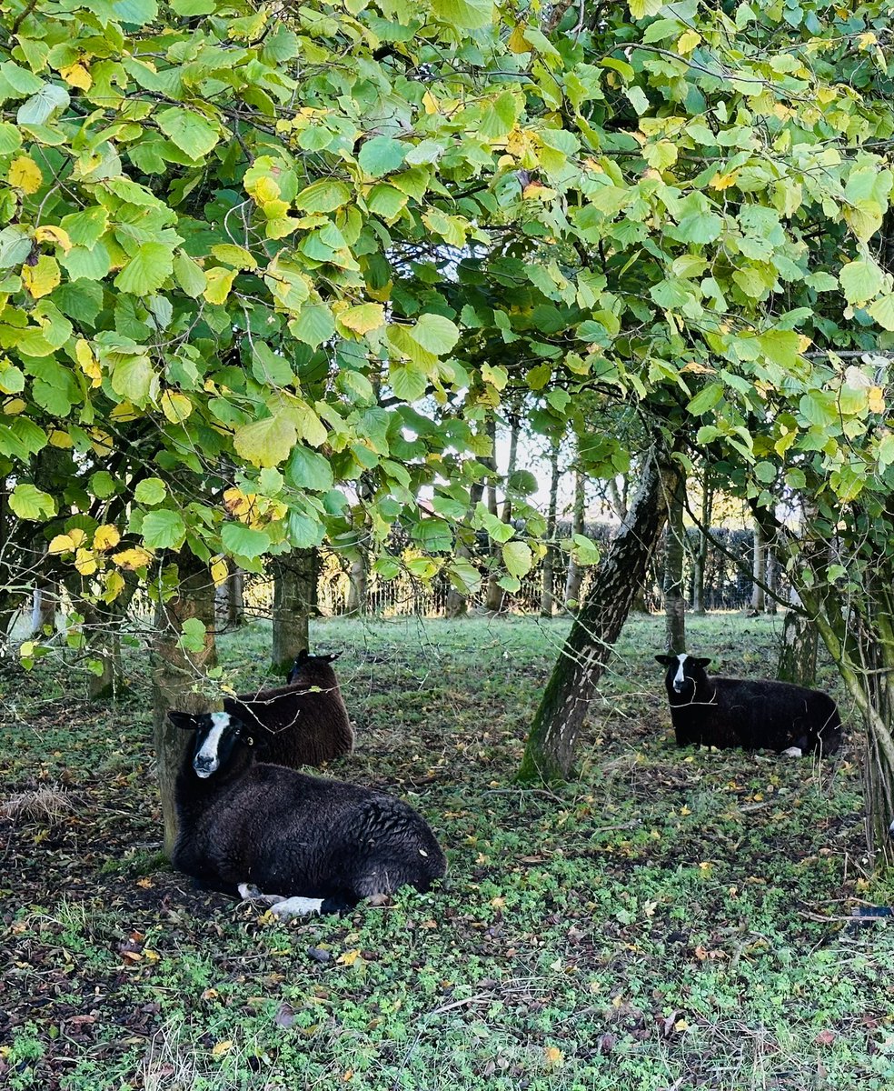 ZwartblesUK's tweet photo. Beautifully bright autumnal day and dry for once, much appreciated by these in-lamb ewes. Something very relaxing about sheep cudding in dappled shade…funny how we appreciate different things as we age!😅 #Zwartbles #HappySheep #Roscallie https://t.co/CNFUxzeFNI