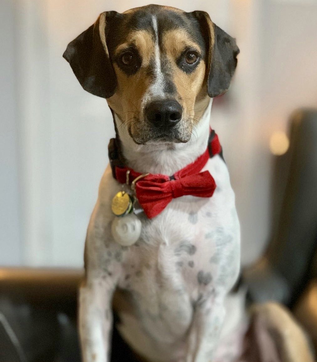 blairxmas's tweet photo. Take a few seconds and vote for my dog Obi! https://t.co/bAqP2Qh9L6 #dogs #dogsofclt #ncdogs https://t.co/G7H1d53YzA
