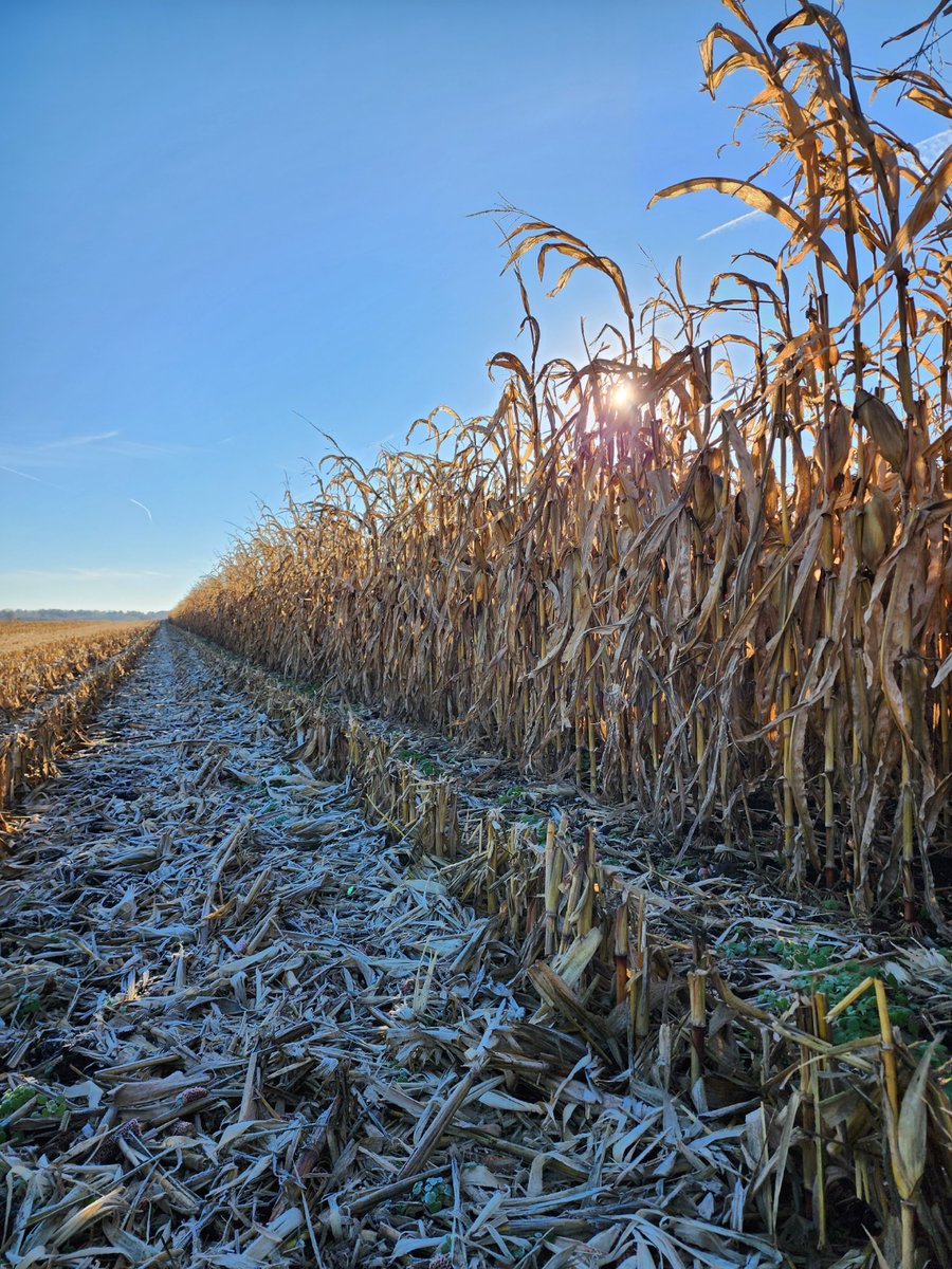 SunriseCoopOH's tweet image. A beautiful early morning for this #FairfieldCounty #cornplot. #Harvest23 is in full swing here at #SunriseCooperative. Comment below with your harvest photo! 
#PCTSunrise #OhioAgriculture #FarmPhotos #FromPlantingToHarvestAndBeyond #HarvestPhotos #NutraBurst #BioBuild