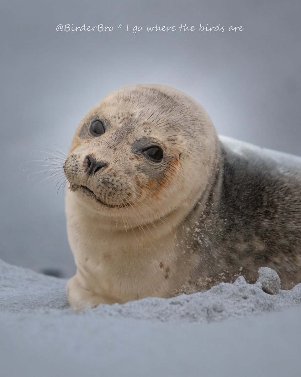 Marvelous, #MammalMonday's here😃! 
Spread the💕by QTing this⬇️cutie w/ ur📸of any mammal😍!

#MammalWatching #WildlifeConservation #wildlifephotography #naturephotography #TwitterNatureCommunity #TwitterNaturePhotography #BBCWildlifePOTD #ThePhotoHour #helgoland @VereinJordsand