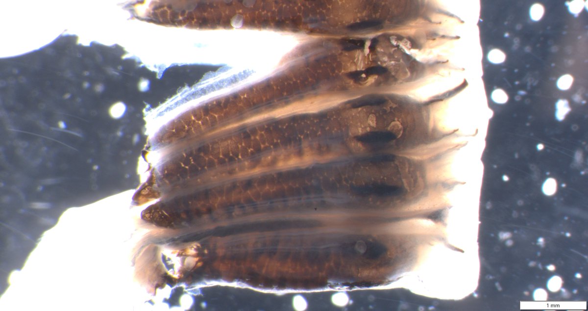 Some freshwater mussels release their babies (called glochidia) in clumps (called conglutinates). The conglutinates are released in the water and mimic a prey item of a host fish. If you look really close you will see the tiny glochidia inside the conglutinate! Nature is awesome!