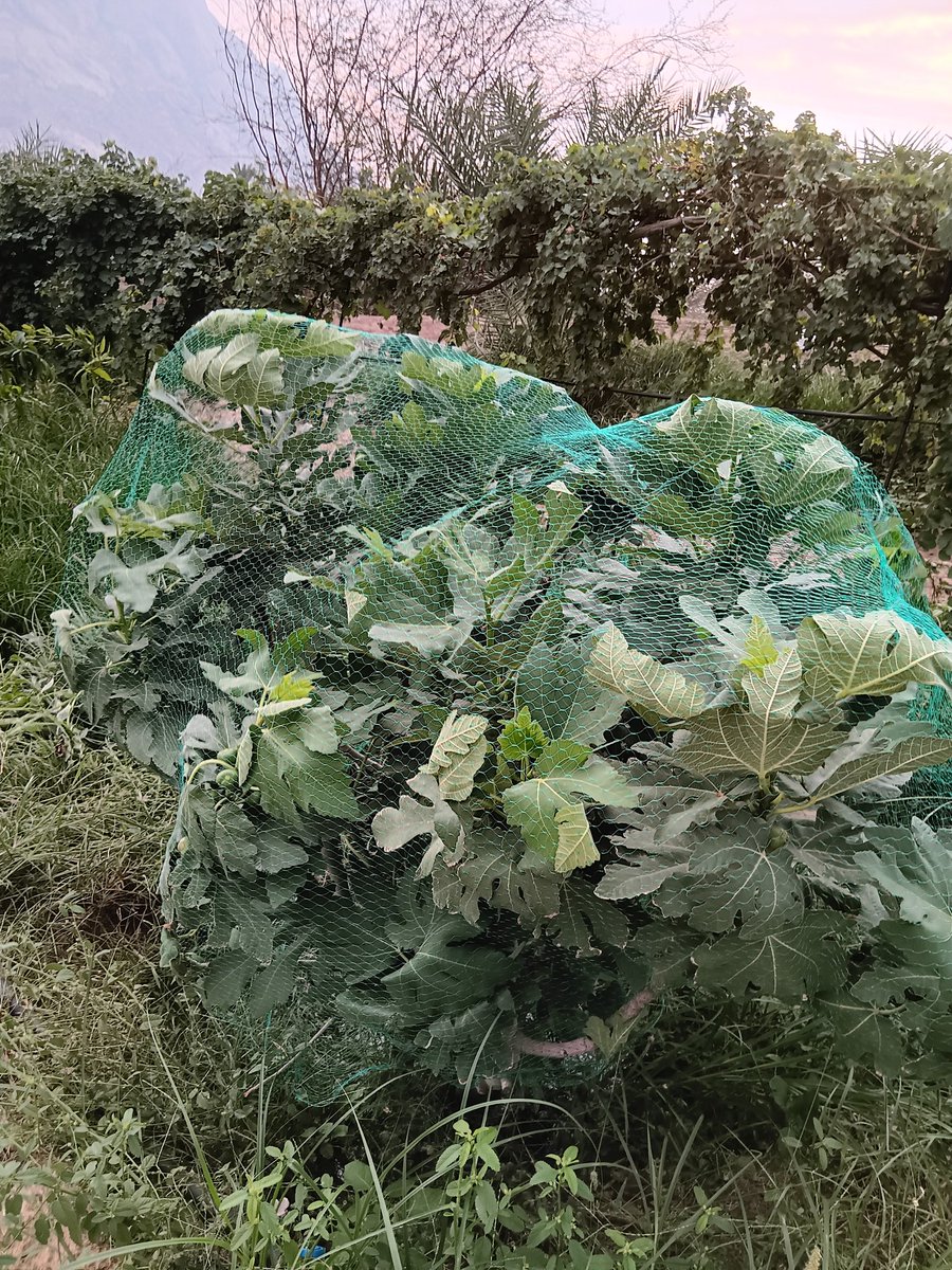 b7b_h's tweet image. تغطية او تلبيس اشجار التين عن الطيور بالشبك 
افضل مقاس للشبك ٤×٤ مع تقليم الاشجار بشكل شبه دائري