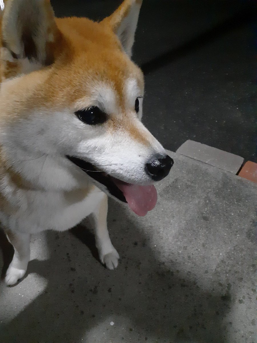 damobin4361's tweet photo. 本日、愛知県某所にてこちらの写真の迷い犬を保護しました。
心当たりのあるかたは、お住まいの市町村、特徴を明記して連絡ください。
細かく記載しますとご本人以外からの問い合わせが多いので、こちらの内容とさせていただきます。
#愛知
#迷い犬
#迷い犬情報 https://t.co/1e3B0A1x4d