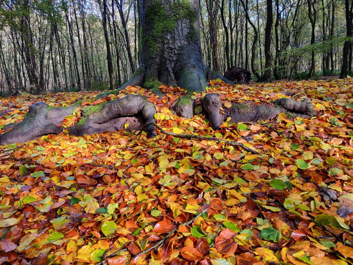 KeyFlex's tweet image. Hoe mooi kan de herfst zijn 🍂🍁🌤️🍁🍂