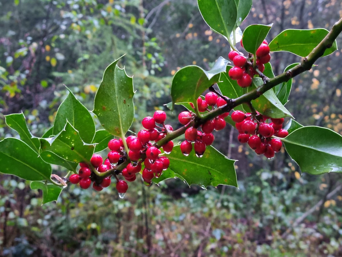 KeyFlex's tweet image. Hoe mooi kan de herfst zijn 🍂🍁🌤️🍁🍂