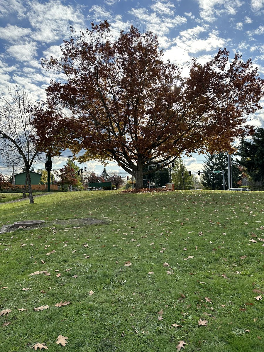 _sparkling_ray's tweet image. These trees teaches us The pride and joy of solitude and letting go the ones you love the most with peace ♥️

#fall2023