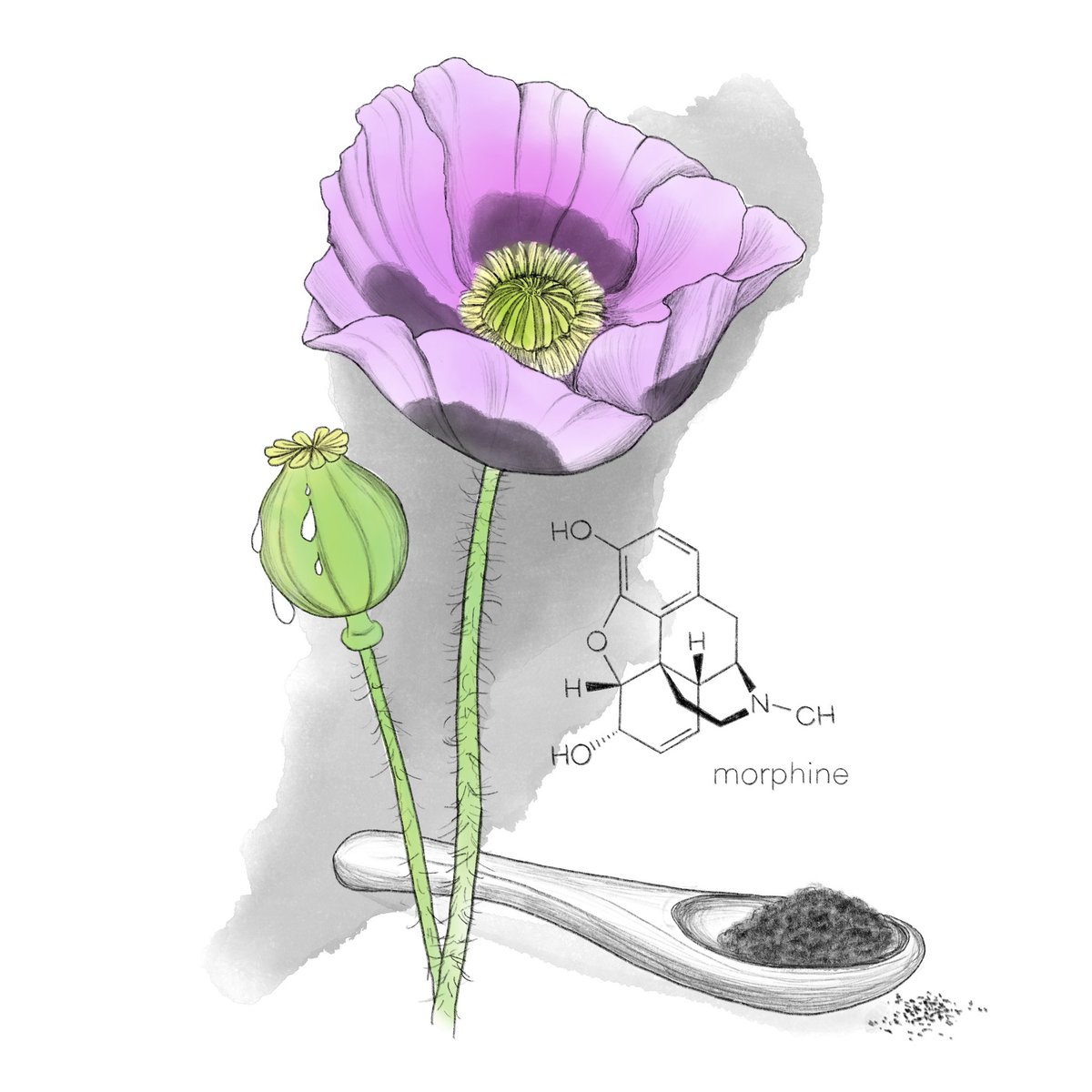 Look at this beautiful opium poppy made by @jehimes that appears in my new book! Did you know your own cells seem to make morphine? You can read more about it here: hachettebookgroup.com/titles/noah-wh…; and one of the papers on which this observation is based is here: doi.org/10.1073/pnas.0…