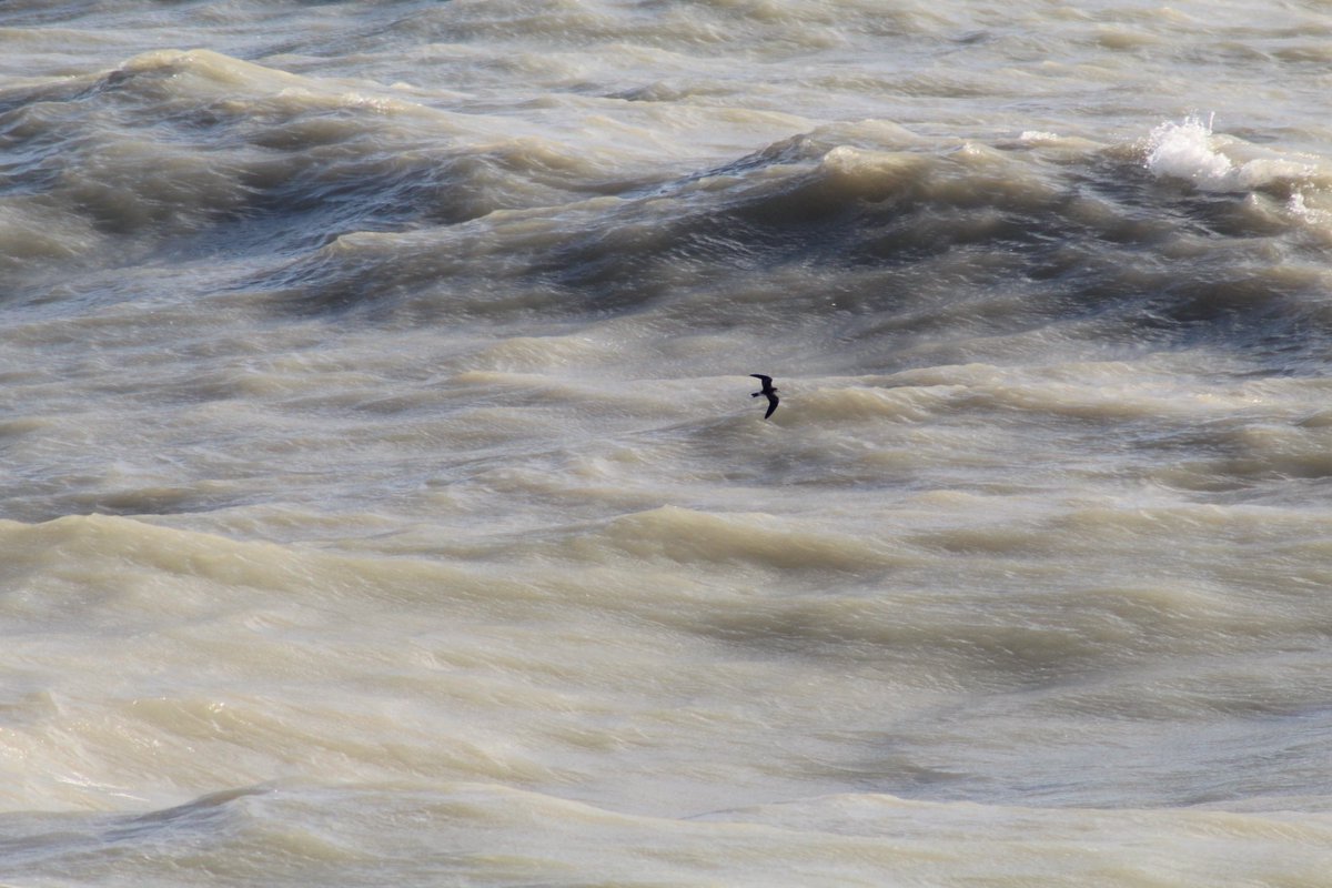 Jamie Cedar tweet media