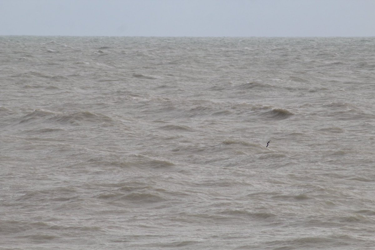 Jamie Cedar tweet media