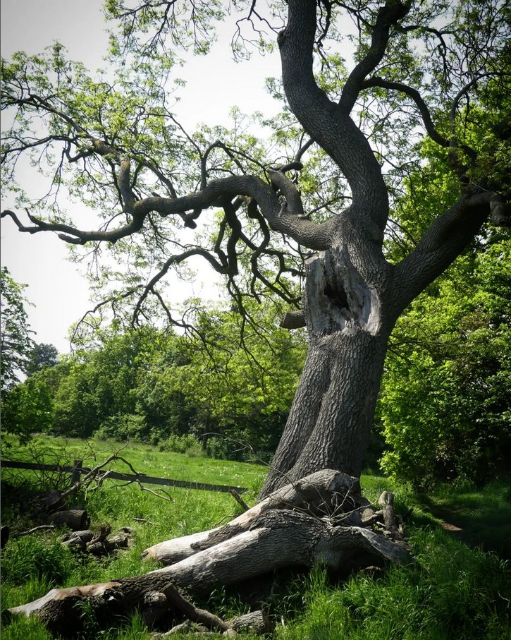 Friends Of Whitewebbs tweet media