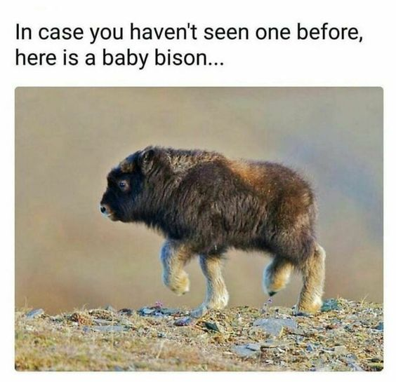 WholesomeMeme's tweet photo. https://t.co/0C9iNvt63U