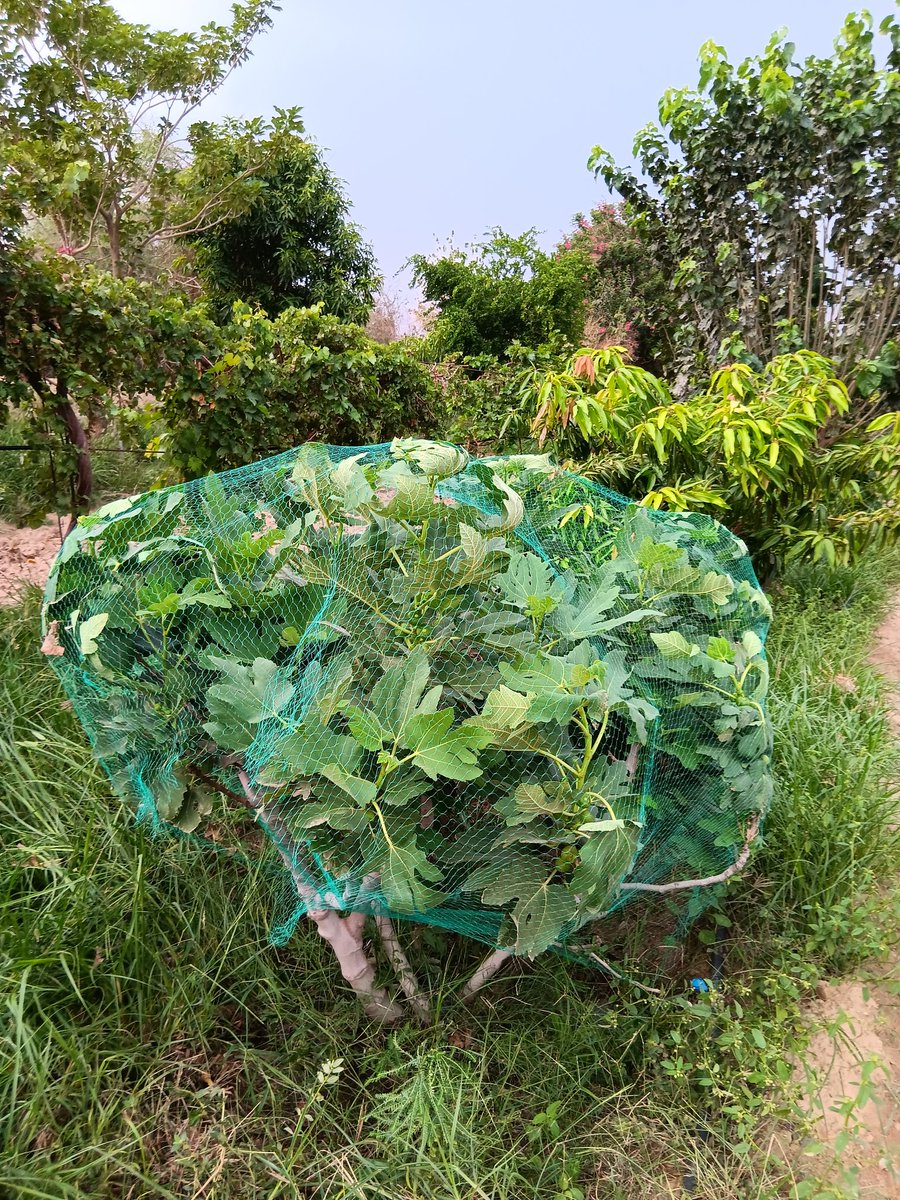 b7b_h's tweet image. تغطية او تلبيس اشجار التين عن الطيور بالشبك 
افضل مقاس للشبك ٤×٤ مع تقليم الاشجار بشكل شبه دائري