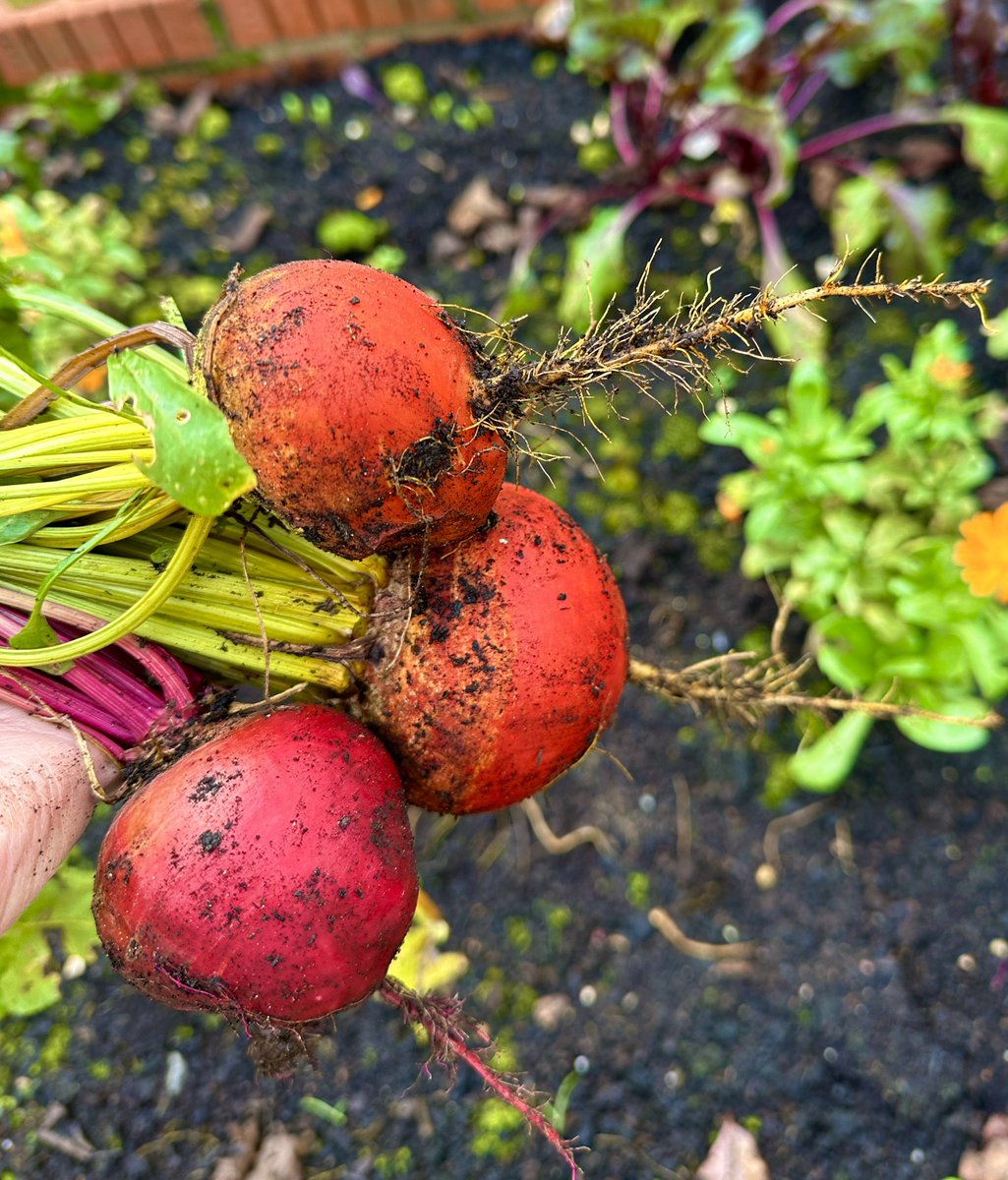 PotteringPolly's tweet image. Brightly coloured beetroots 🌿🧡🩷🧡 
Not much difference in taste but add a bit more colour to the plate 🌿

#beetroot #rootvegetables #KitchenGarden #gyo