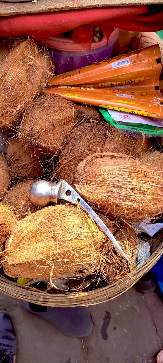 mihirmalik's tweet photo. Incredible 🇮🇳
Lady using metal Hip Joint(AMP Prosthesis) to peel out the coconut. 
She dint know what it was exactly ,but found it near Ghat after the Asthivisarjan of someone and finds it very sturdy &amp; handy to peel out the coconut &amp; even rupture its shell to get the flesh. https://t.co/UzmiRnfag7