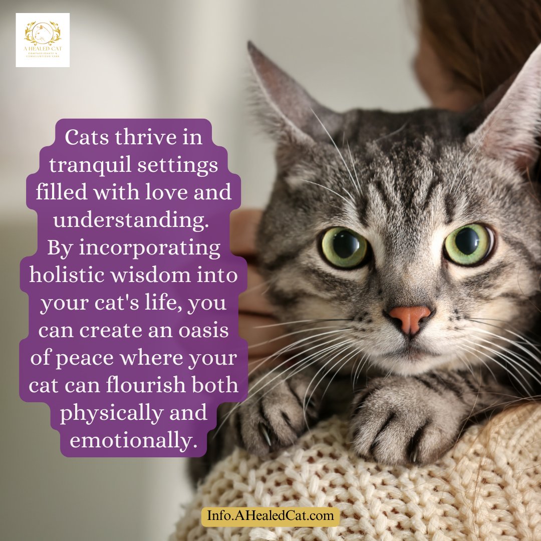 ahealedcat's tweet photo. Every moment spent together is a step closer to recovery. Your trusted source for feline kidney health updates. Don’t miss out, subscribe: https://t.co/5Lv9RalOVm #CatCare #HealingJourney https://t.co/tjhxMdCofG