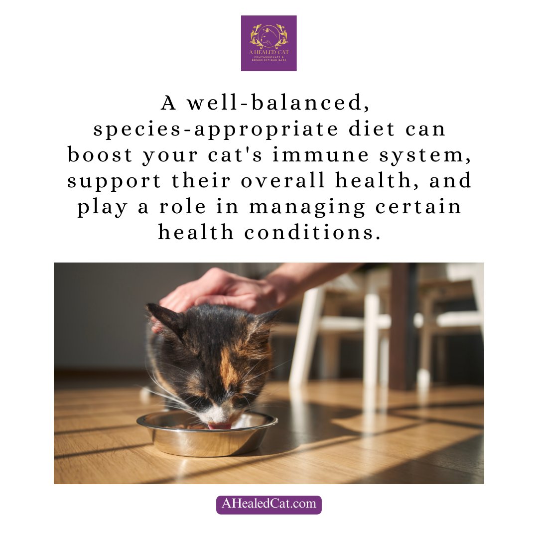 ahealedcat's tweet photo. Did you know that a well-balanced, species-appropriate diet can boost your cat's immune system and play a role in managing certain health conditions?  Making informed decisions about your cat's health just got easier. Subscribe here: https://t.co/5Lv9RalOVm https://t.co/uUTHgHCr0H