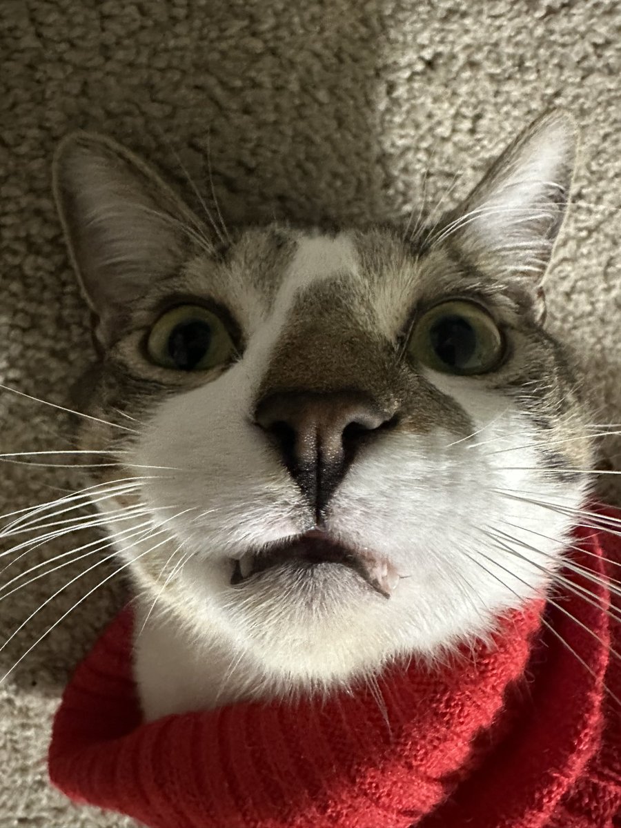 bethakneesuarez's tweet photo. Sweater weather!! https://t.co/qAN13V8r7c