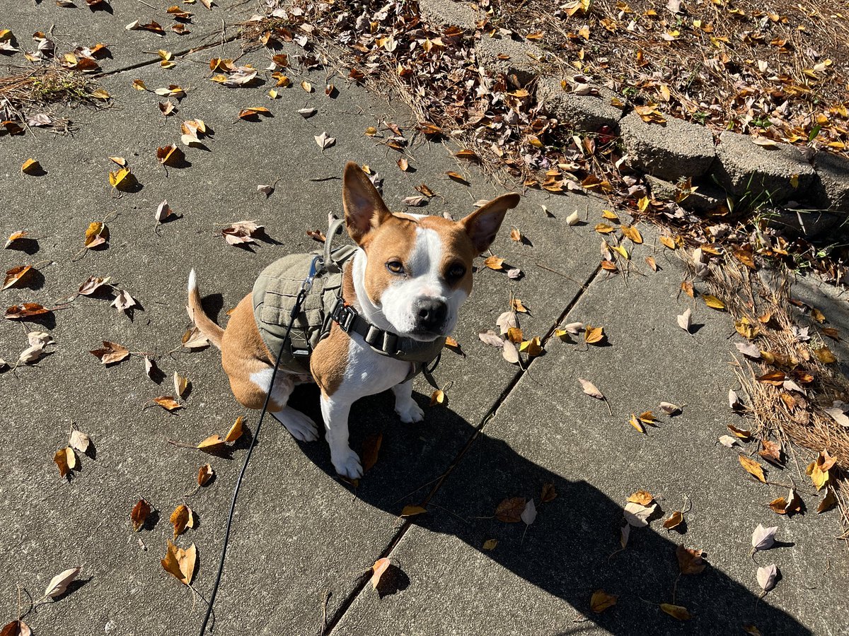 Henry, Suburban Sasquatch & IT Support Beast tweet media