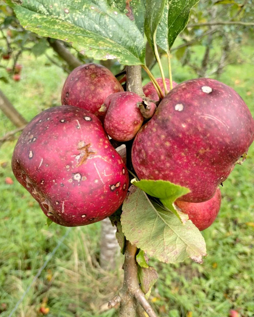 Liberty Fields tweet media