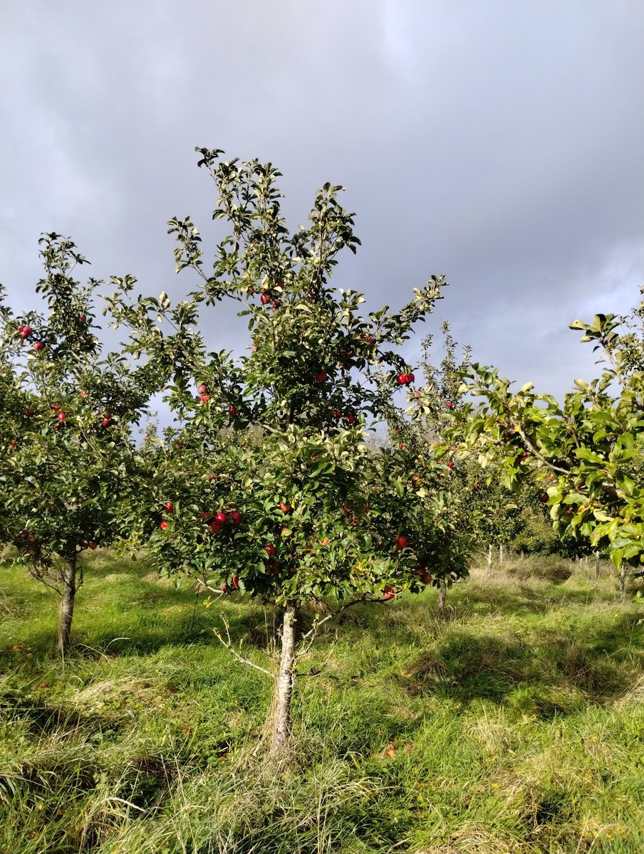 Liberty Fields tweet media