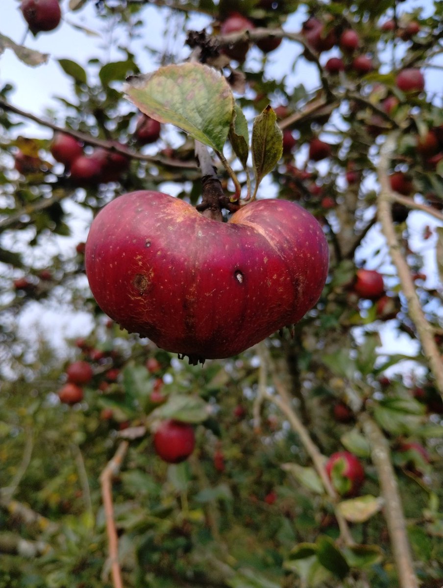 Walking the orchard today to check for damage after the storm and to see if the amazing Porters Perfection is ready to pick yet.