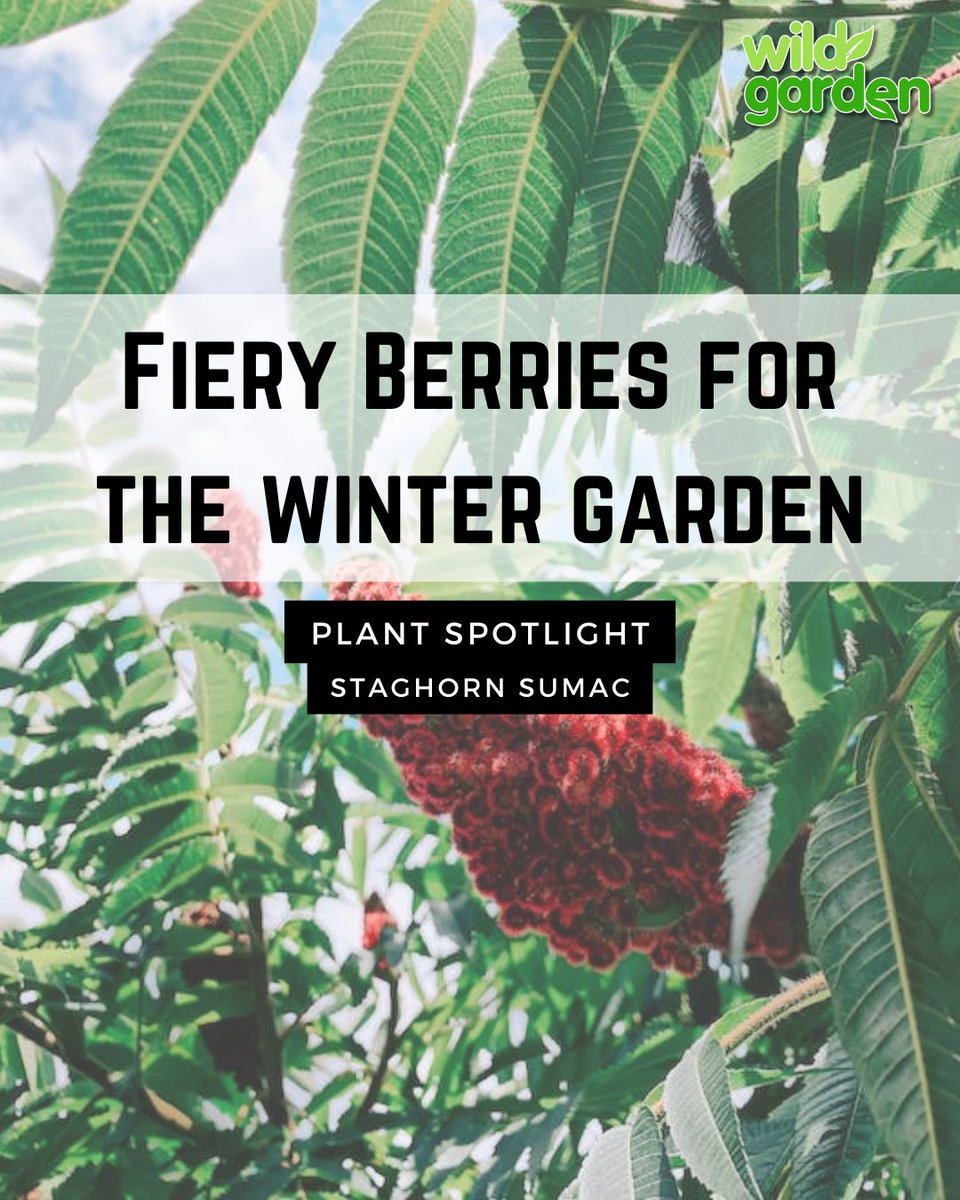 WildGardenEarth's tweet photo. In today's plant spotlight: The Staghorn Sumac!

#nature #garden  #rewilding #backyardbiodiversity #wildgarden https://t.co/LPyp3gXptX
