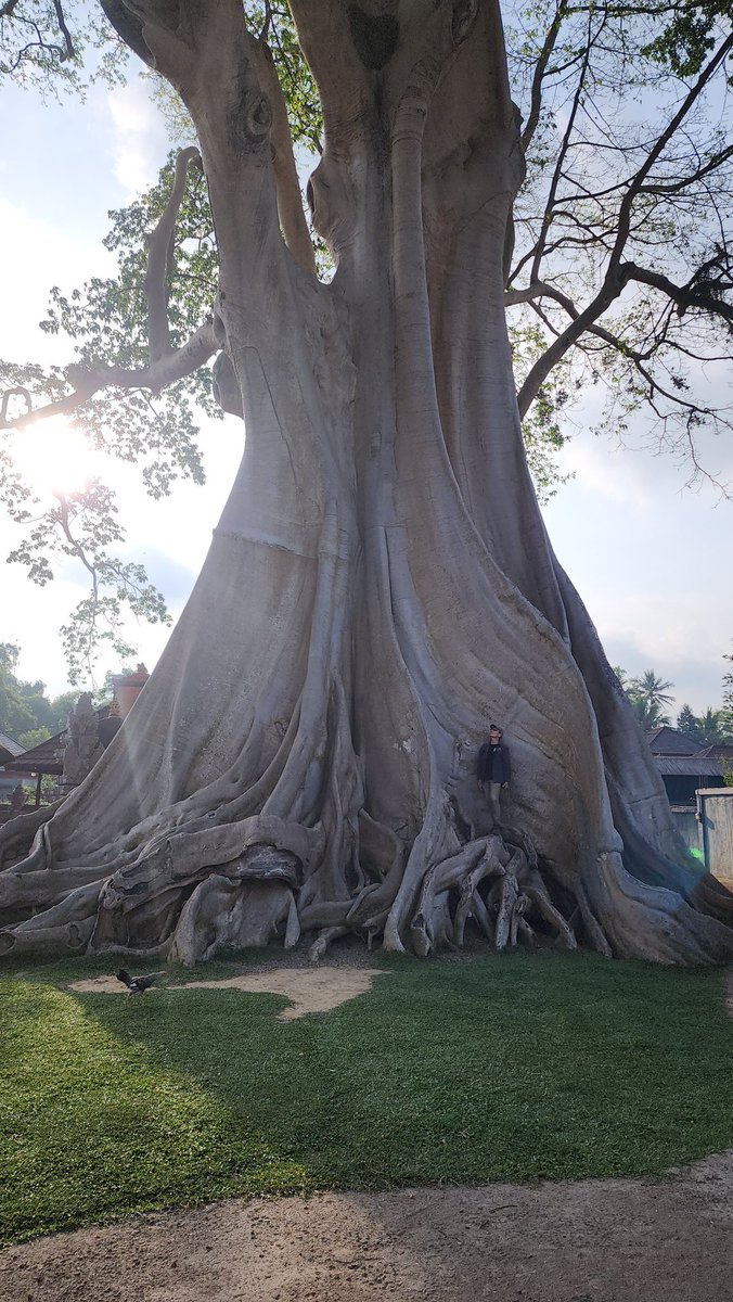 davidtng's tweet photo. For a few moments as I stood at the feet of this colossus, I felt like I was in a land of myth. This amazing Abbey tree (Ficus albipila) in Bali is estimated to be ~700 years old and no doubt the largest (non-banyan) fig tree I have ever encountered. https://t.co/u1L43nvGR5