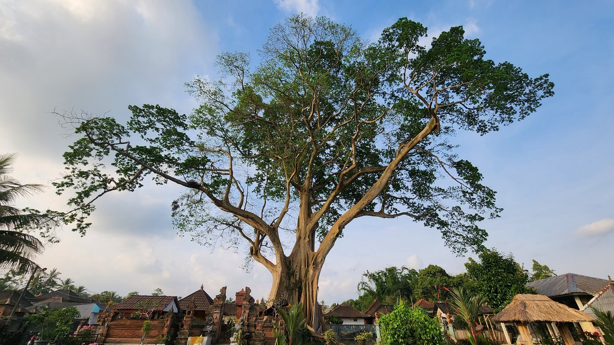 For a few moments as I stood at the feet of this colossus, I felt like I was in a land of myth. This amazing Abbey tree (Ficus albipila) in Bali is estimated to be ~700 years old and no doubt the largest (non-banyan) fig tree I have ever encountered.