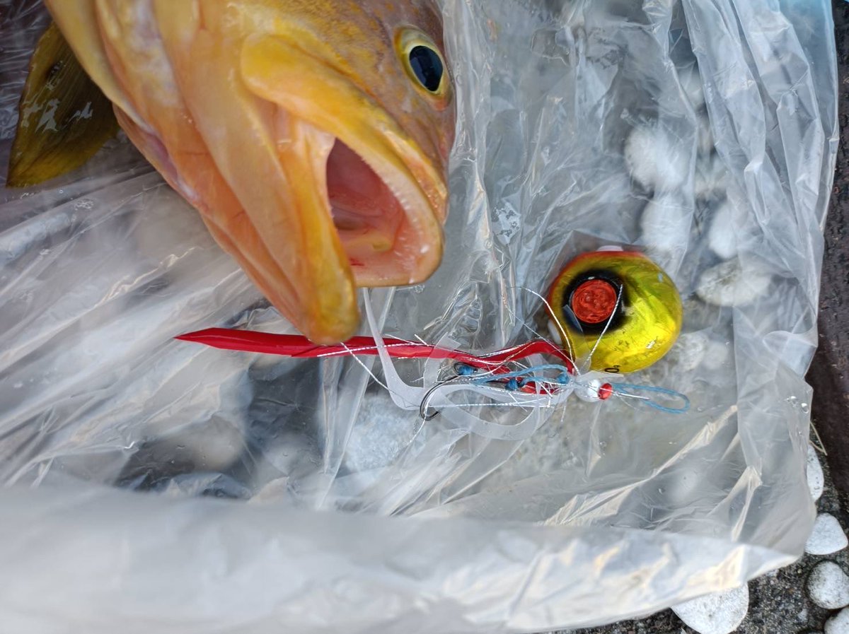 PumasportsS's tweet photo. 甥の釣り
釣果報告が待ち遠しい
今日一日でした。
おそらく高級魚🐟㊗️
#甥の釣り
#アオハタ
#シロアマダイソイ
#イトヨリダイ
#釣りきち
#釣り好き
#ハンドメイド https://t.co/K7ZaxdXDEK
