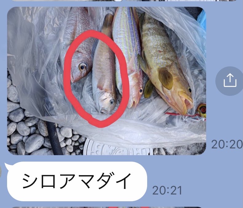 PumasportsS's tweet photo. 甥の釣り
釣果報告が待ち遠しい
今日一日でした。
おそらく高級魚🐟㊗️
#甥の釣り
#アオハタ
#シロアマダイソイ
#イトヨリダイ
#釣りきち
#釣り好き
#ハンドメイド https://t.co/K7ZaxdXDEK
